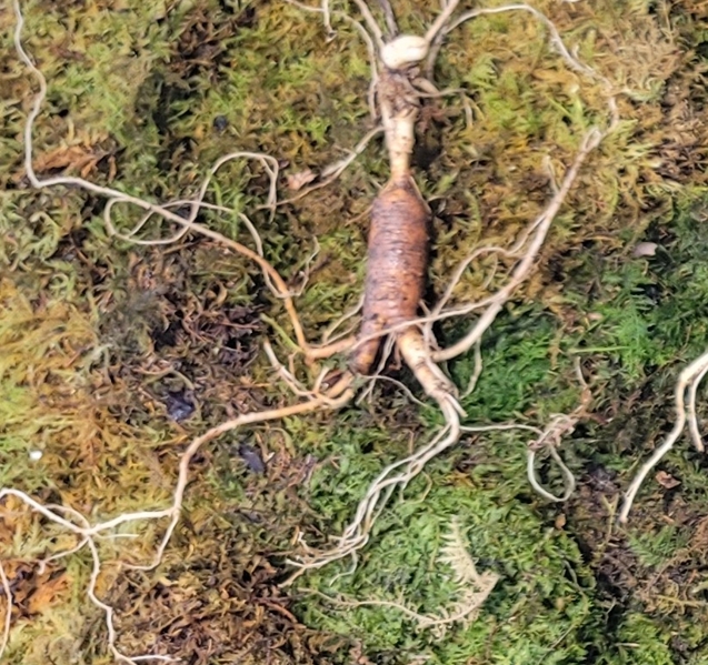 대관령 야생산삼 25년이상추정 6 뿌리