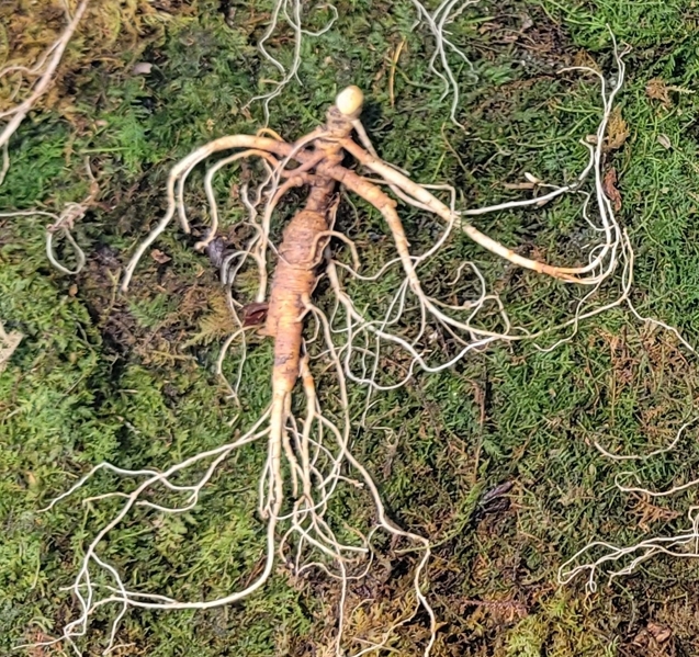 대관령 야생산삼 25년이상추정 6 뿌리