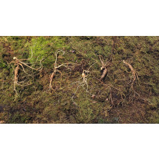 대관령 야생산삼 25년이상추정 5 뿌리