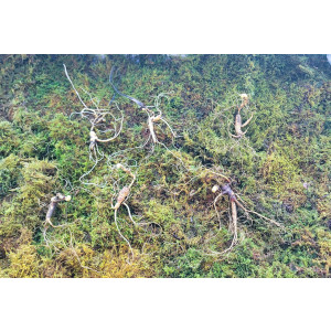 대관령 야생산삼 25년이상추정 6 뿌리