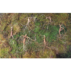 대관령 야생산삼 25년이상추정 6 뿌리