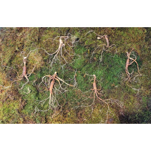 대관령 야생산삼 25년이상추정 6 뿌리