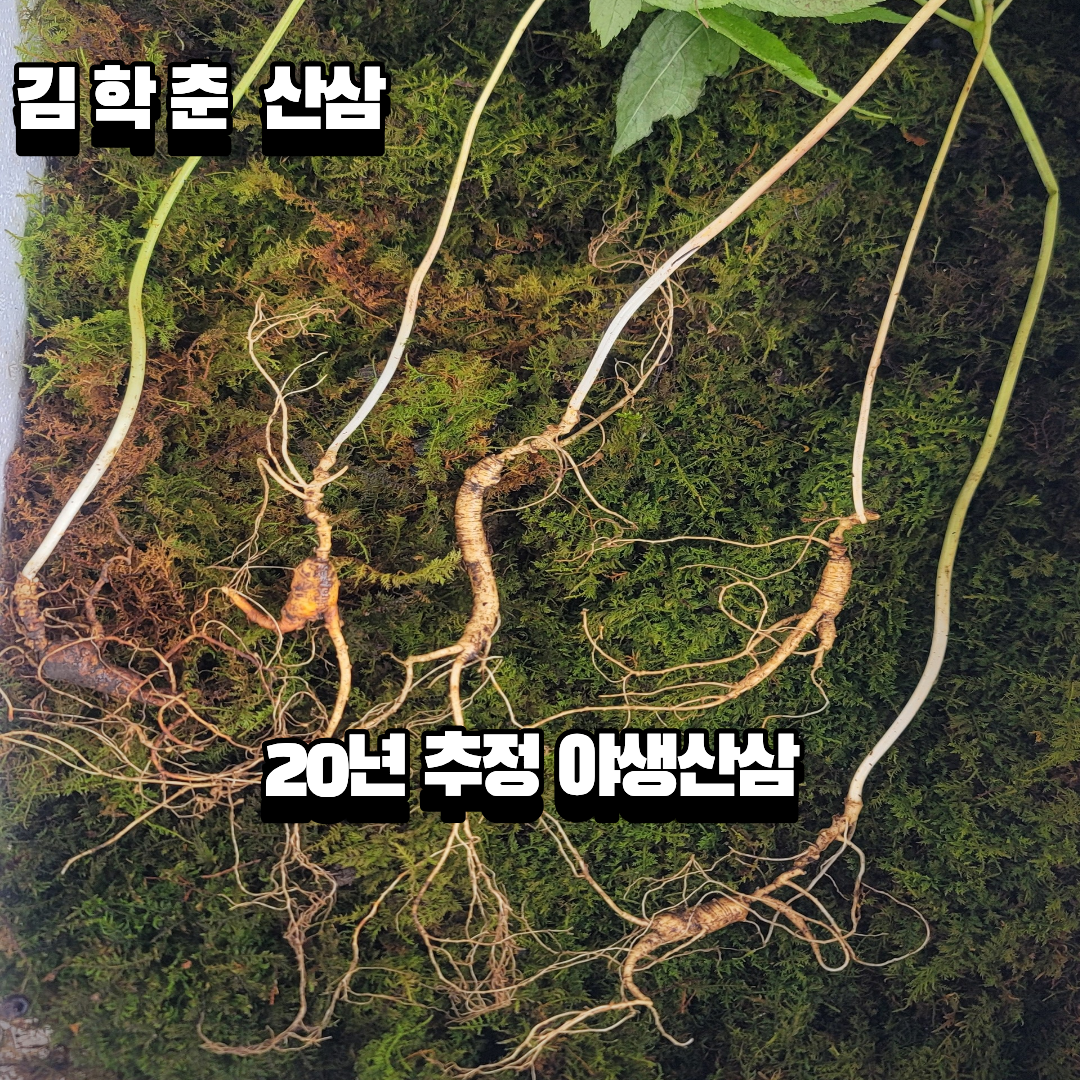 야생산삼 20년추정 5뿌리
