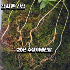 야생산삼 20년추정 5뿌리